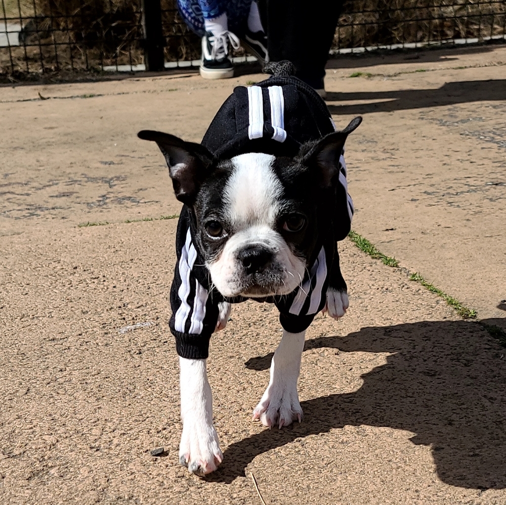 ADIDOG HOODIE 🖤🐾 - Picture 5 of 6